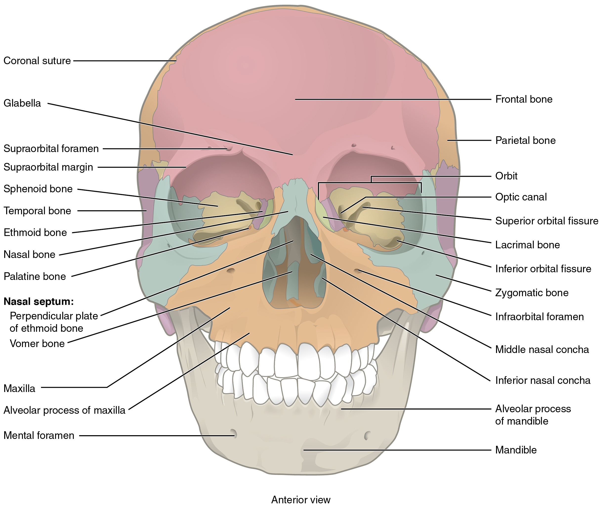 Лицевой скелет черепа. Кости черепа анатомия. Лицо анатомия череп. Скелет черепа человека.