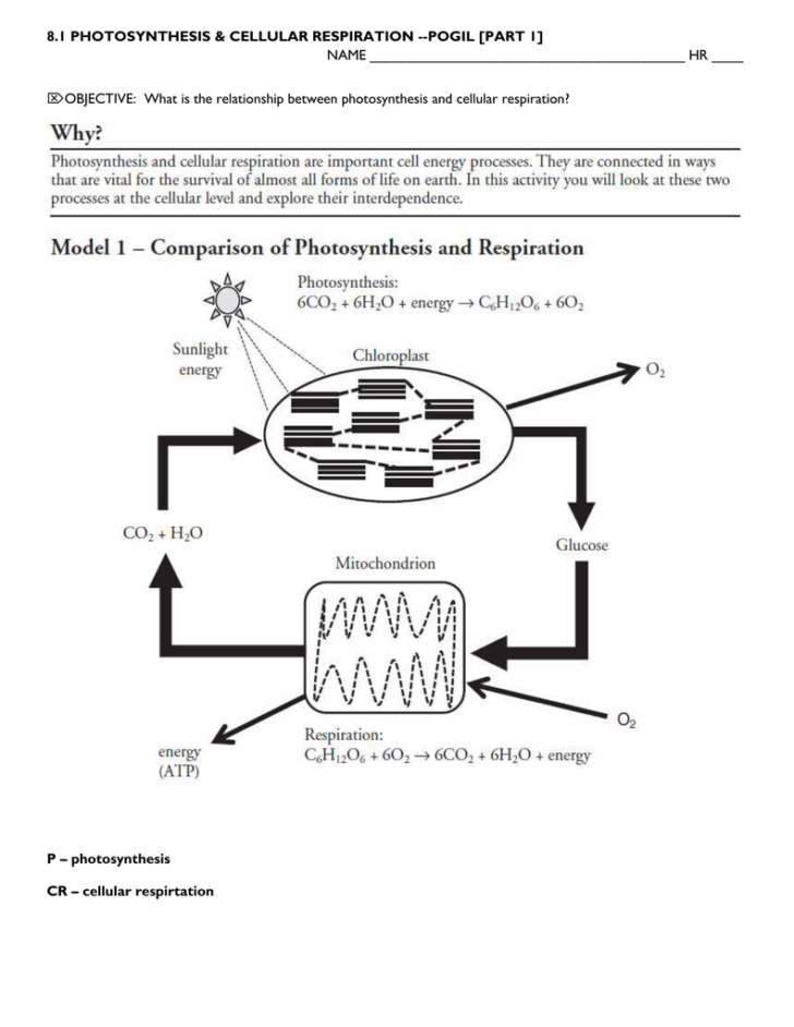 Photosynthesis And Respiration Worksheet Answers