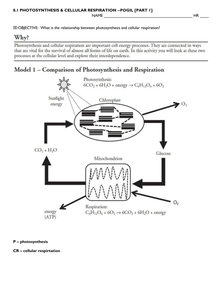 81 Photosynthesis  Cellular Respiration