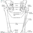 84 Bones Of The Lower Limb – Anatomy And Physiology