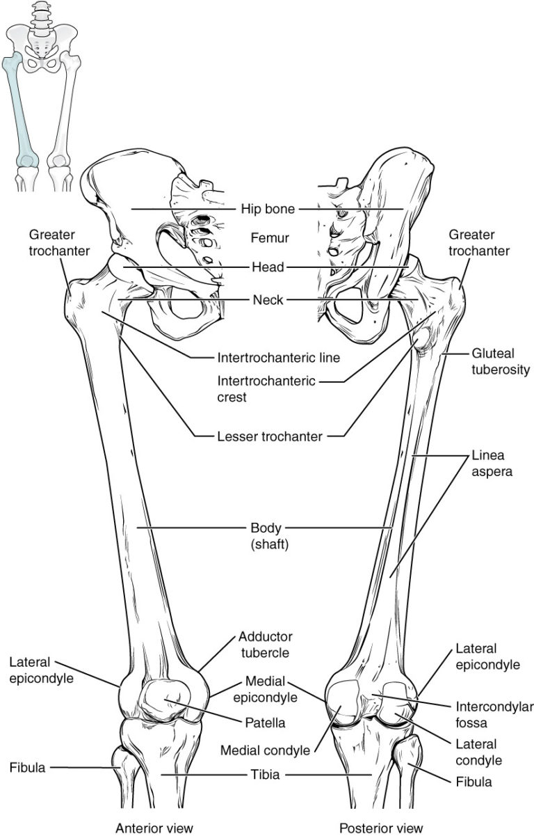 84 Bones Of The Lower Limb – Anatomy And Physiology — Db-excel.com