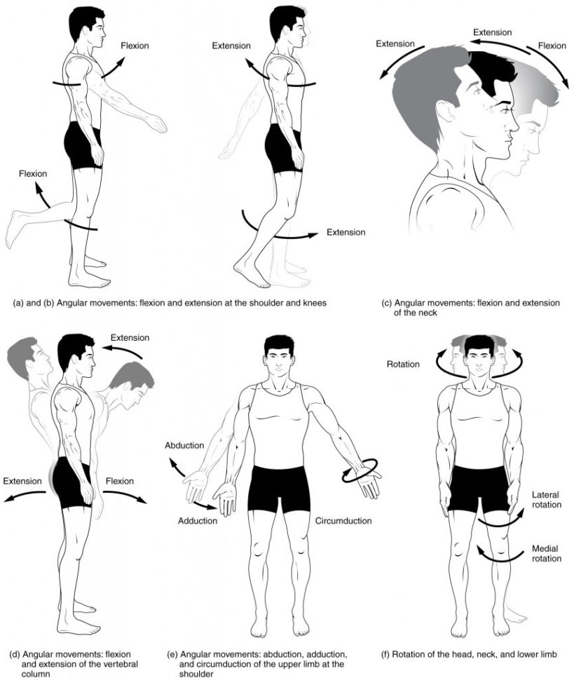 95 Types Of Body Movements – Anatomy And Physiology