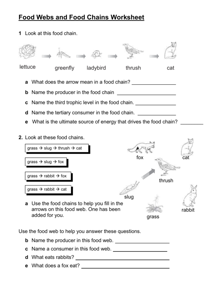 Act Food Webs And Food Chains Worksheet