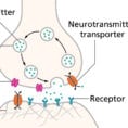 Action Potentials And Synapses  Queensland Brain Institute