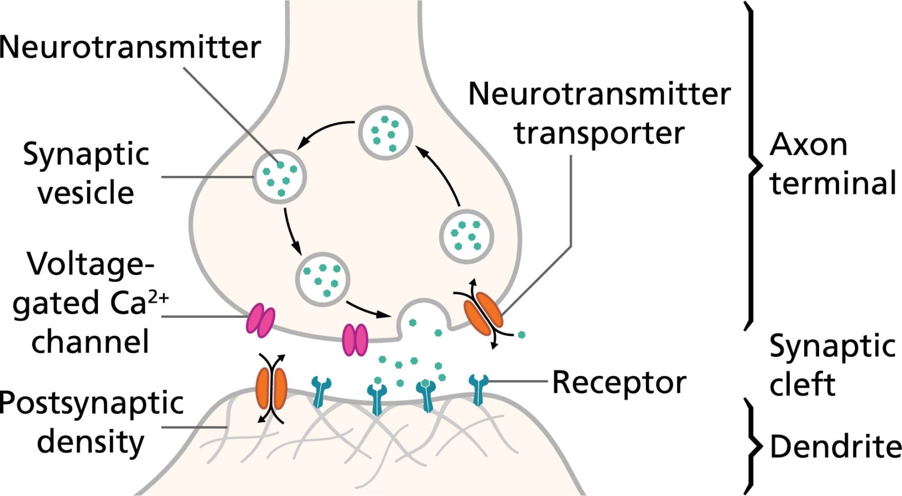 Action Potentials And Synapses  Queensland Brain Institute