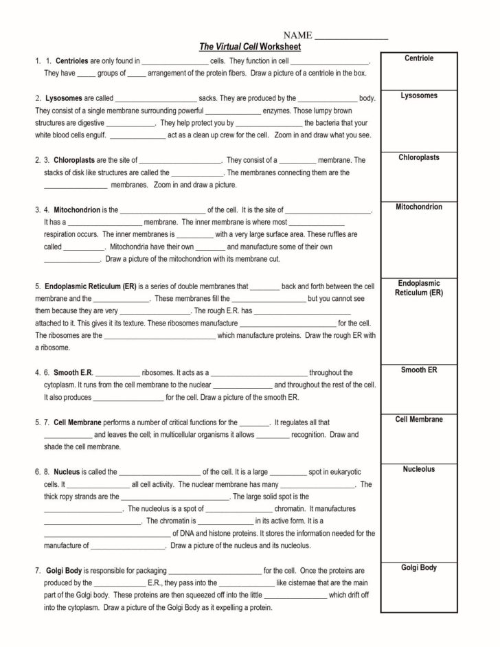 Active And Passive Transport Worksheet