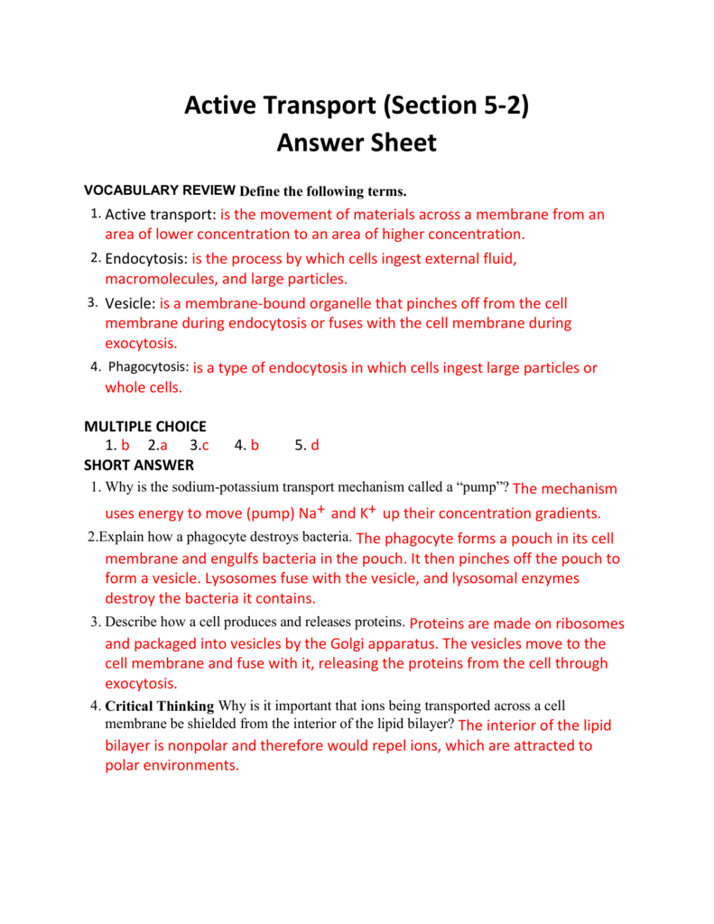 Active Transport Section 52 Answer Sheet