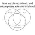 Activity 21 Zooming Into Plants Animals And Decomposers