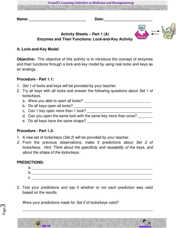 Activity Sheets Enzymes And Their Functions  Pdf