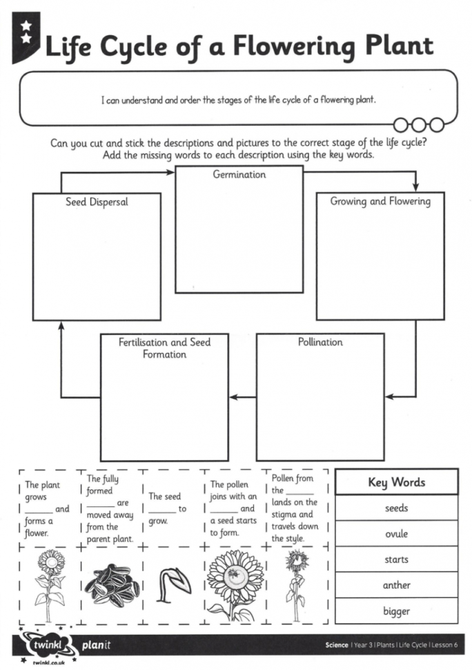 Adapting Plant Life Cycle Worksheet For Students Who Are