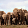 African Elephants Are Being Born Without Tusks Due To