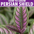 All About The Purple Persian Shield Plant  Gardener's Path