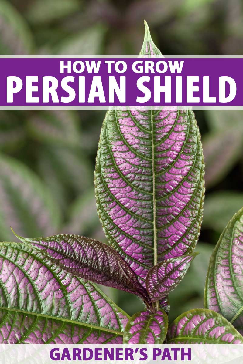 All About The Purple Persian Shield Plant  Gardener's Path