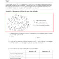 All Transport In Cells Worksheet Answers New Stoichiometry