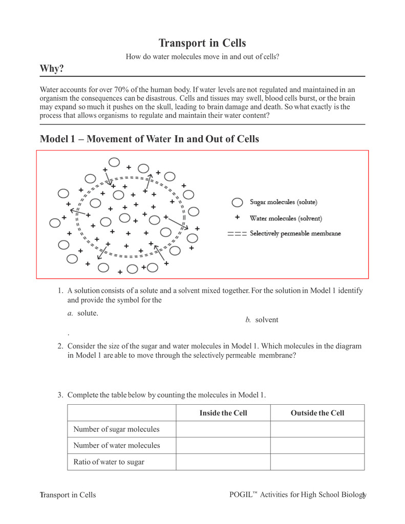 All Transport In Cells Worksheet Answers New Stoichiometry