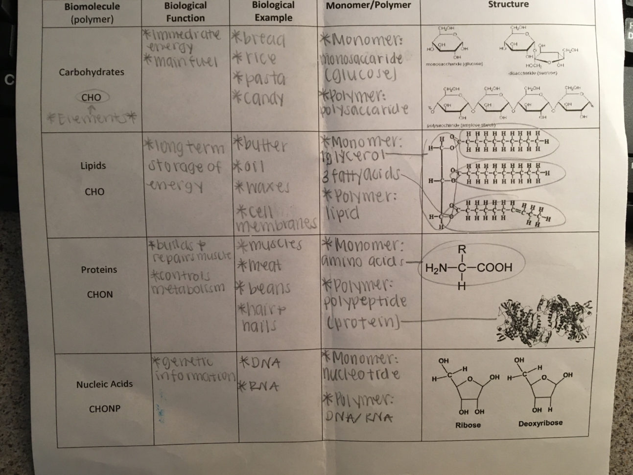 Amoeba Sisters Video Recap Biomolecules Worksheet Answers Db excel