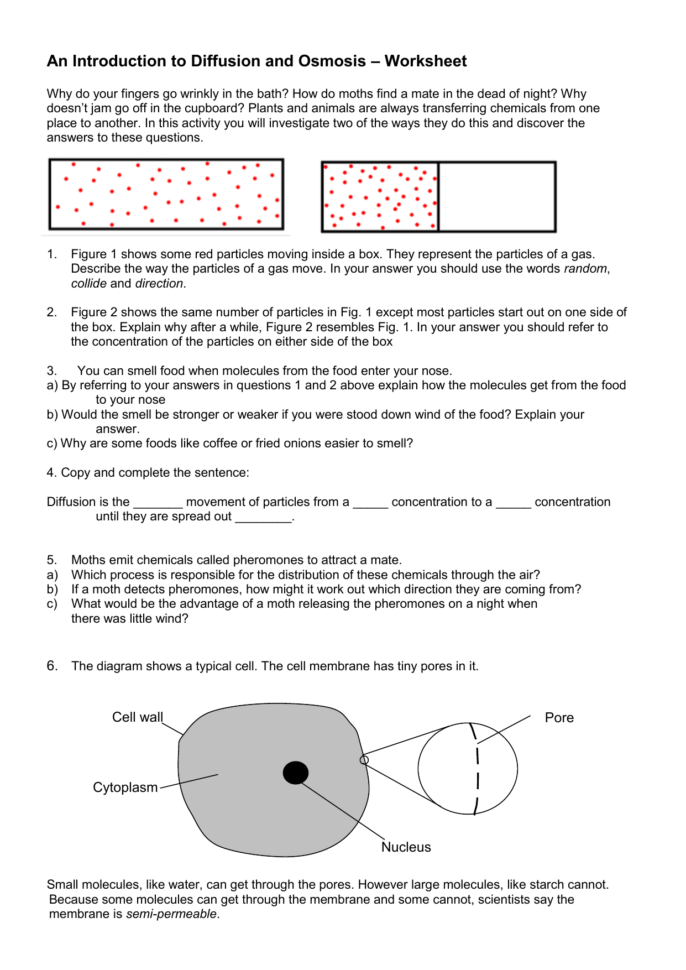 An Introduction To Diffusion And Osmosis