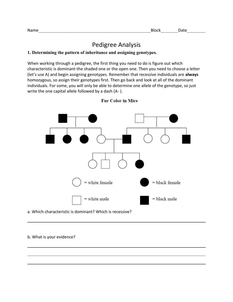 Analyzing Pedigrees Worksheet