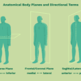 Anatomical Directional Terms And Body Planes
