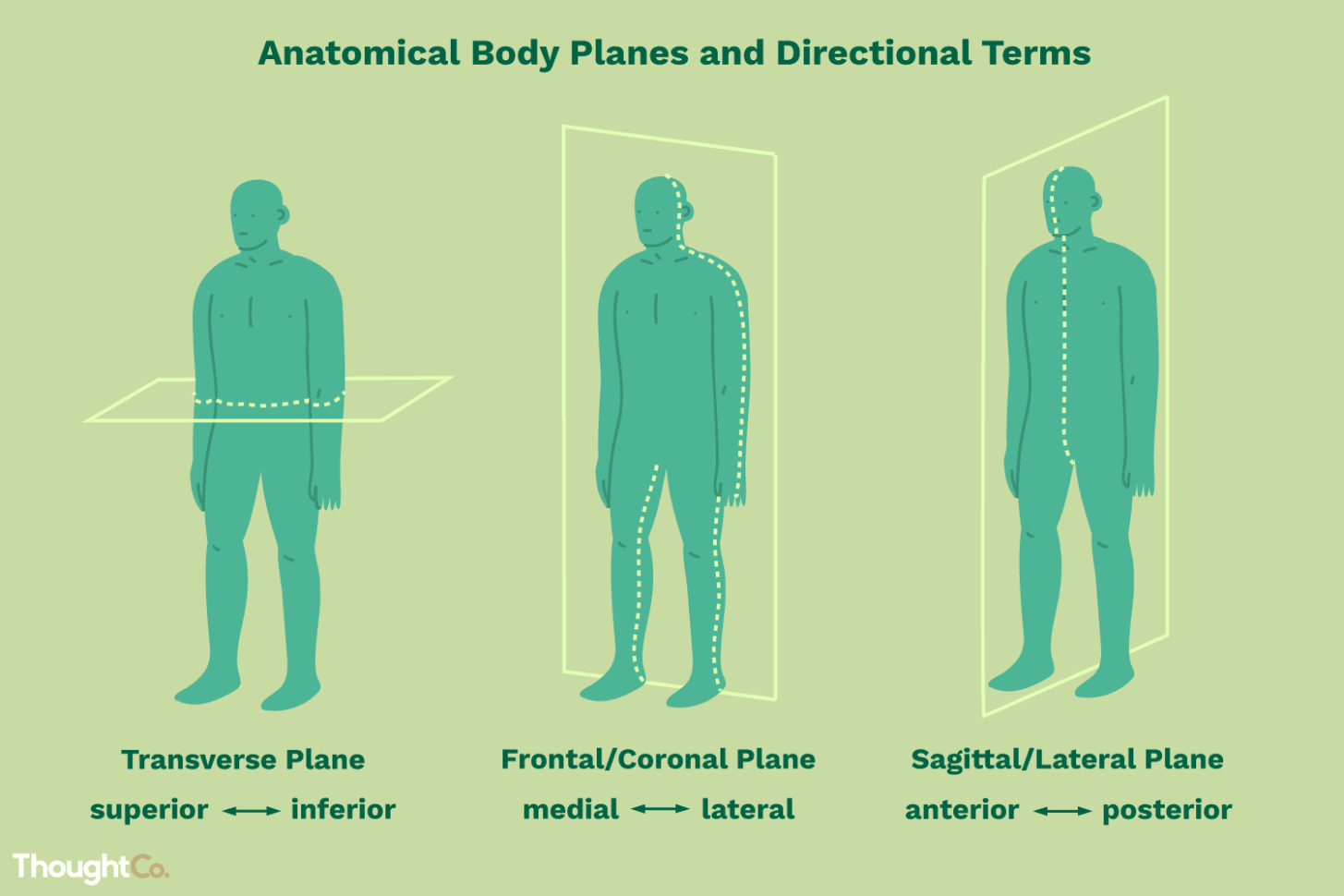 Anatomical Directional Terms And Body Planes