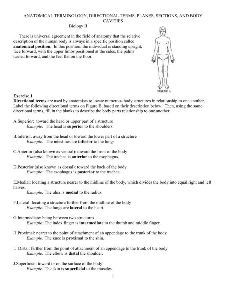Anatomical Terminology Worksheet  Tchs