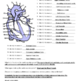 Anatomy And Physiology Unit 8 Test Review Key Chapter 11
