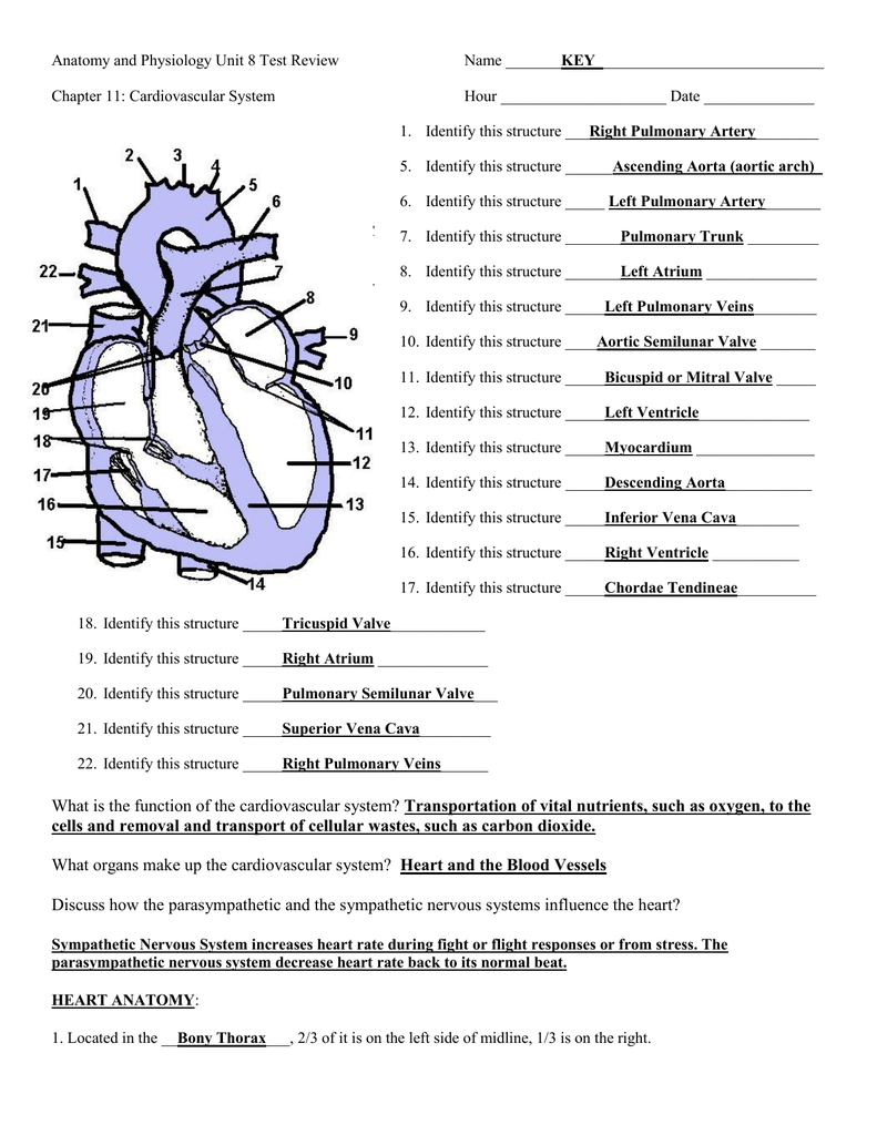 Chapter 11 The Cardiovascular System Worksheet Answer Key —