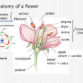 Anatomy Of A Flower Anther Pollen Stamen Male Filament