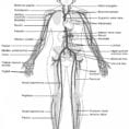 Anatomy Of The Body Worksheets  Stevenhill