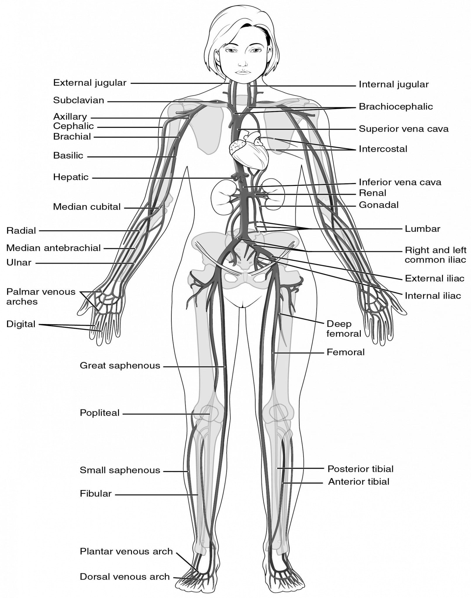 Anatomy Of The Body Worksheets  Stevenhill