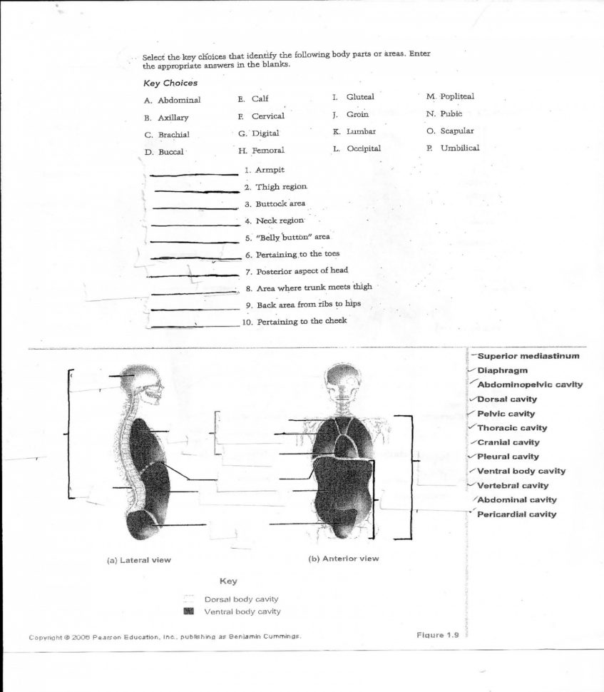 Anatomy Of The Body Worksheets  Stevenhill