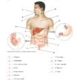 Anatomy Quiz – Digestive System
