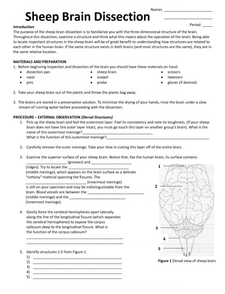 Anatomy Sheep Brain Lab Brain Lab Worksheet Answer Key