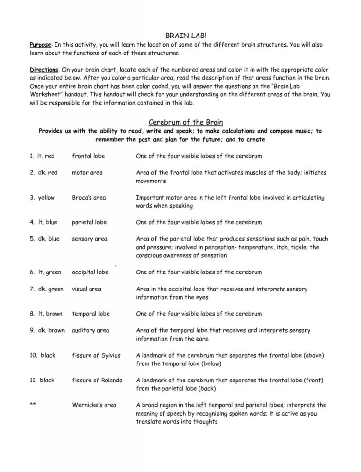 Anatomy Sheep Brain Lab Brain Lab Worksheet Answer Key