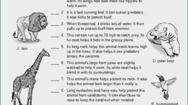 Animal Adaptations Worksheets