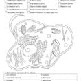 Animal And Plant Cell Coloring