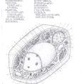 Animal And Plant Cell Coloring Worksheet Worksheets For All