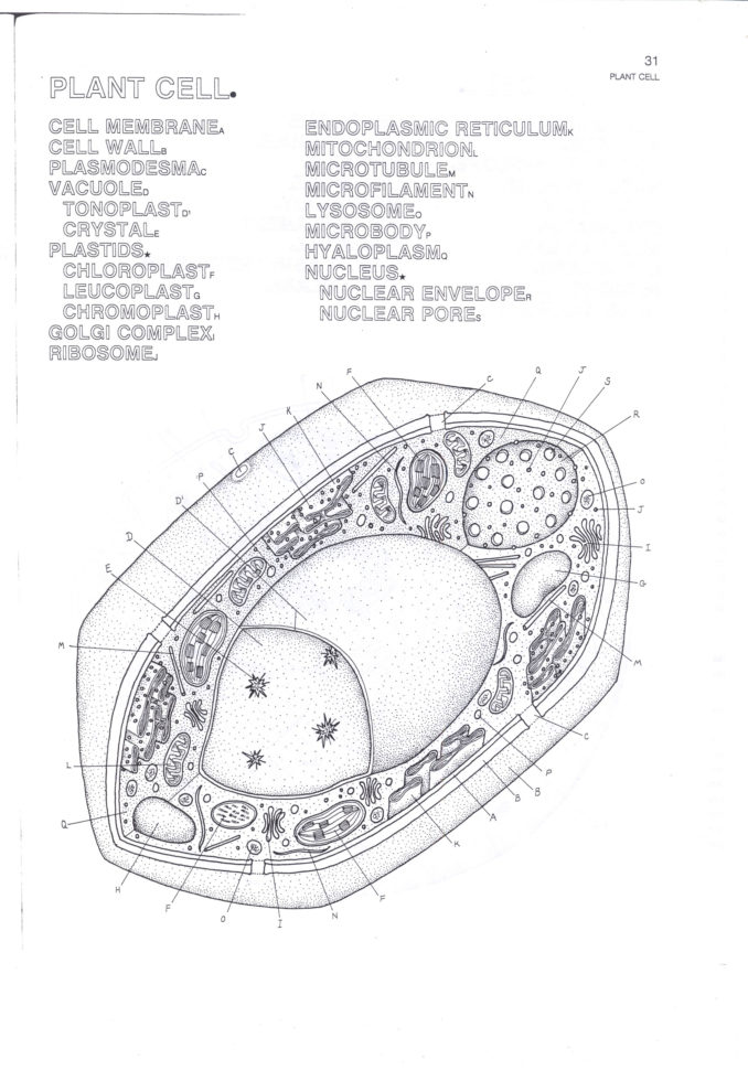 Animal And Plant Cell Coloring Worksheet Worksheets For All