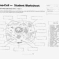Animal And Plant Cell Labeling Worksheet – Label Plant Cell
