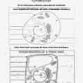 Animal And Plant Cell Labeling Worksheet  Yooob