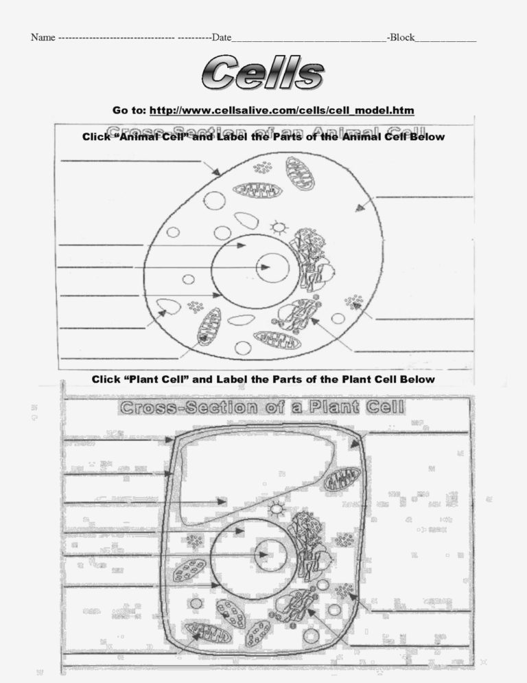 Animal And Plant Cell Labeling Worksheet Yooob — Db-excel.com