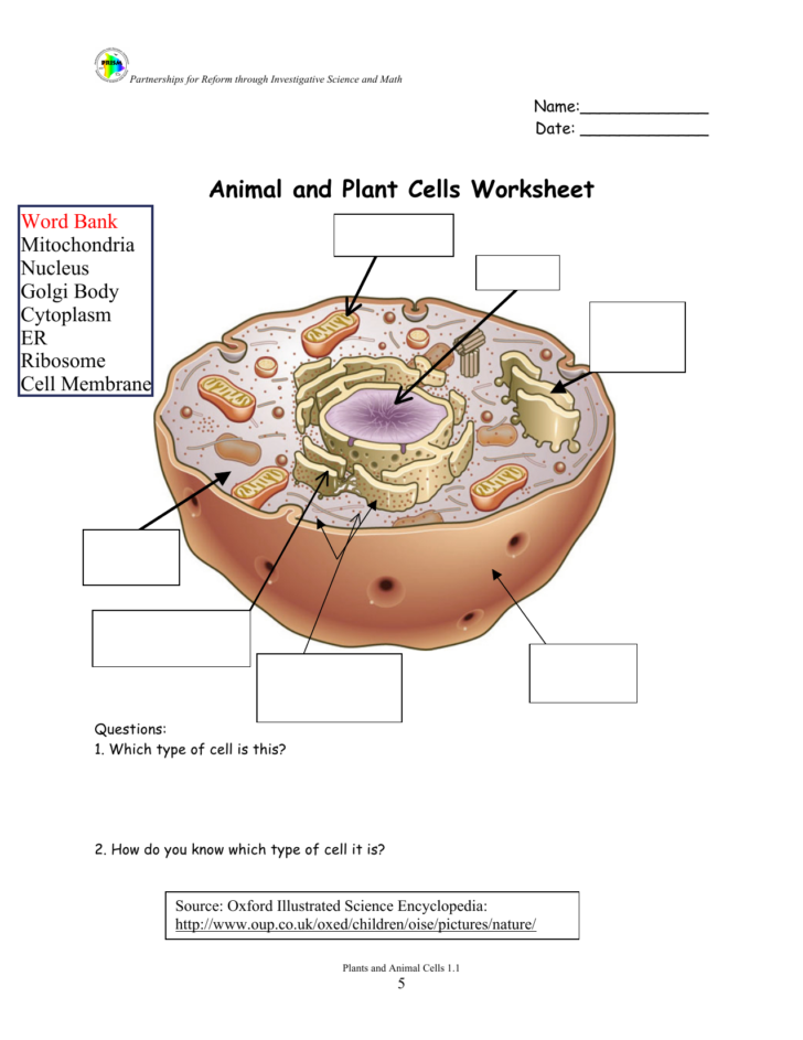 Animal And Plant Cells Worksheet — db-excel.com