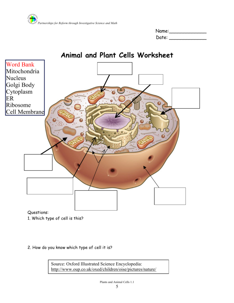 Animal And Plant Cells Worksheet Answer Key