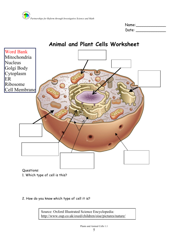 Animal Cell Worksheet Answers