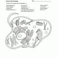 Animal And Plant Cells Worksheet Unique Cell Labeling