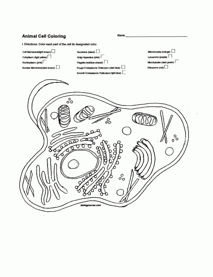 Animal Cell Worksheet Db excel