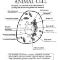 Animal Cell Answer Key  Biological Science Picture