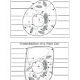Animal Cell Coloring Key  K5 Worksheets