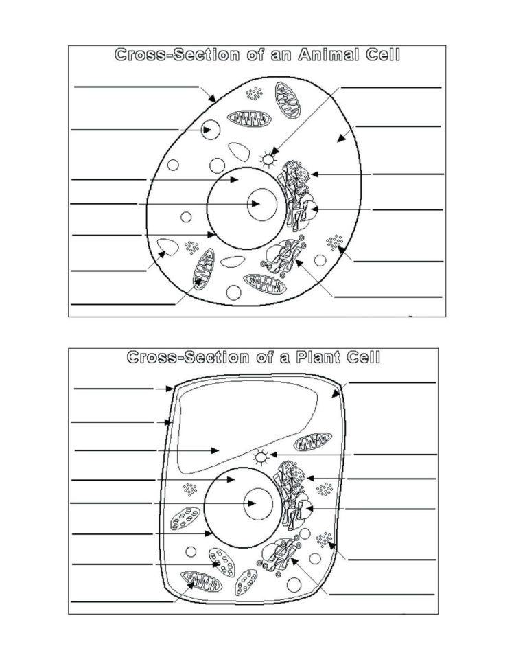 Animal Cell Coloring Key  K5 Worksheets