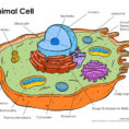 Animal Cell Coloring Labeled Org Incredible On Animal Cell